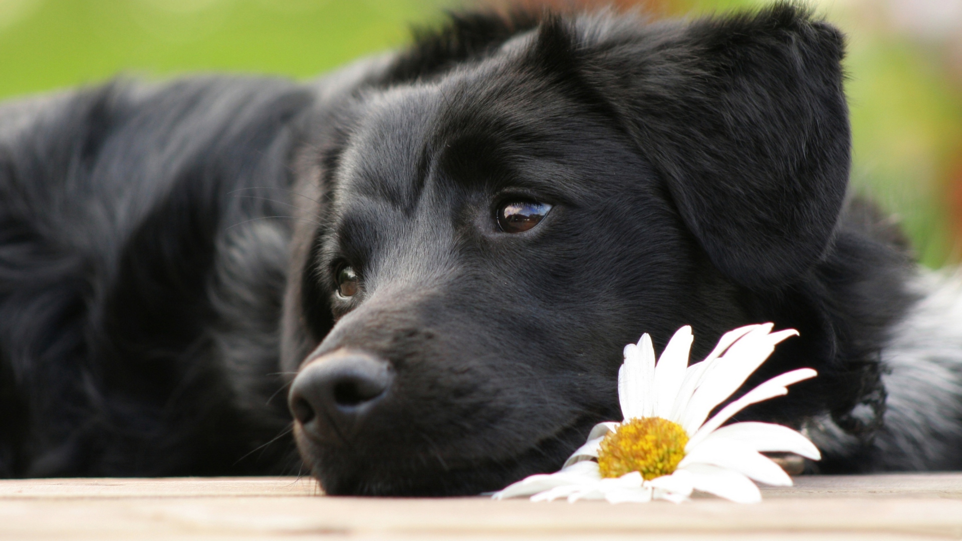 Fondo de pantalla Black Dog With White Daisy 1920x1080