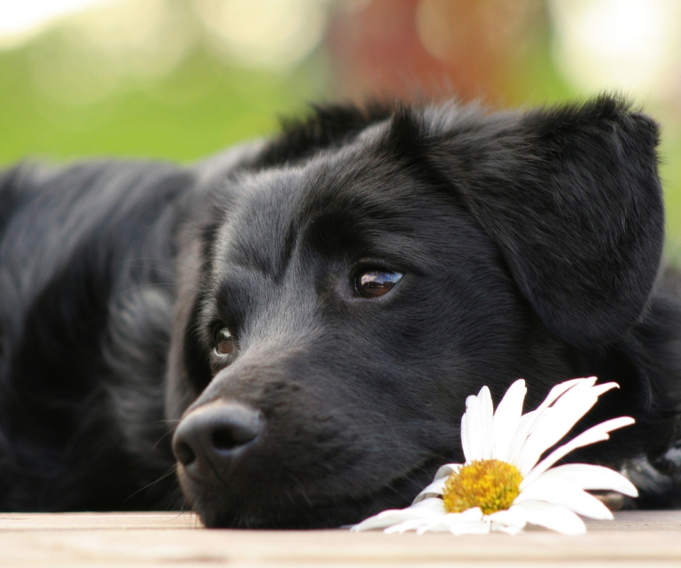 Das Black Dog With White Daisy Wallpaper 960x800