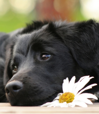 Black Dog With White Daisy - Obrázkek zdarma pro Nokia 5233