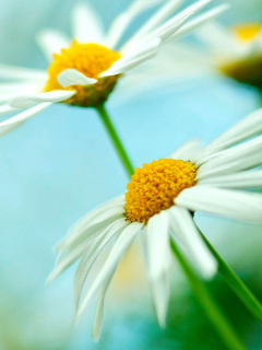 Обои Macro Daisies 240x320