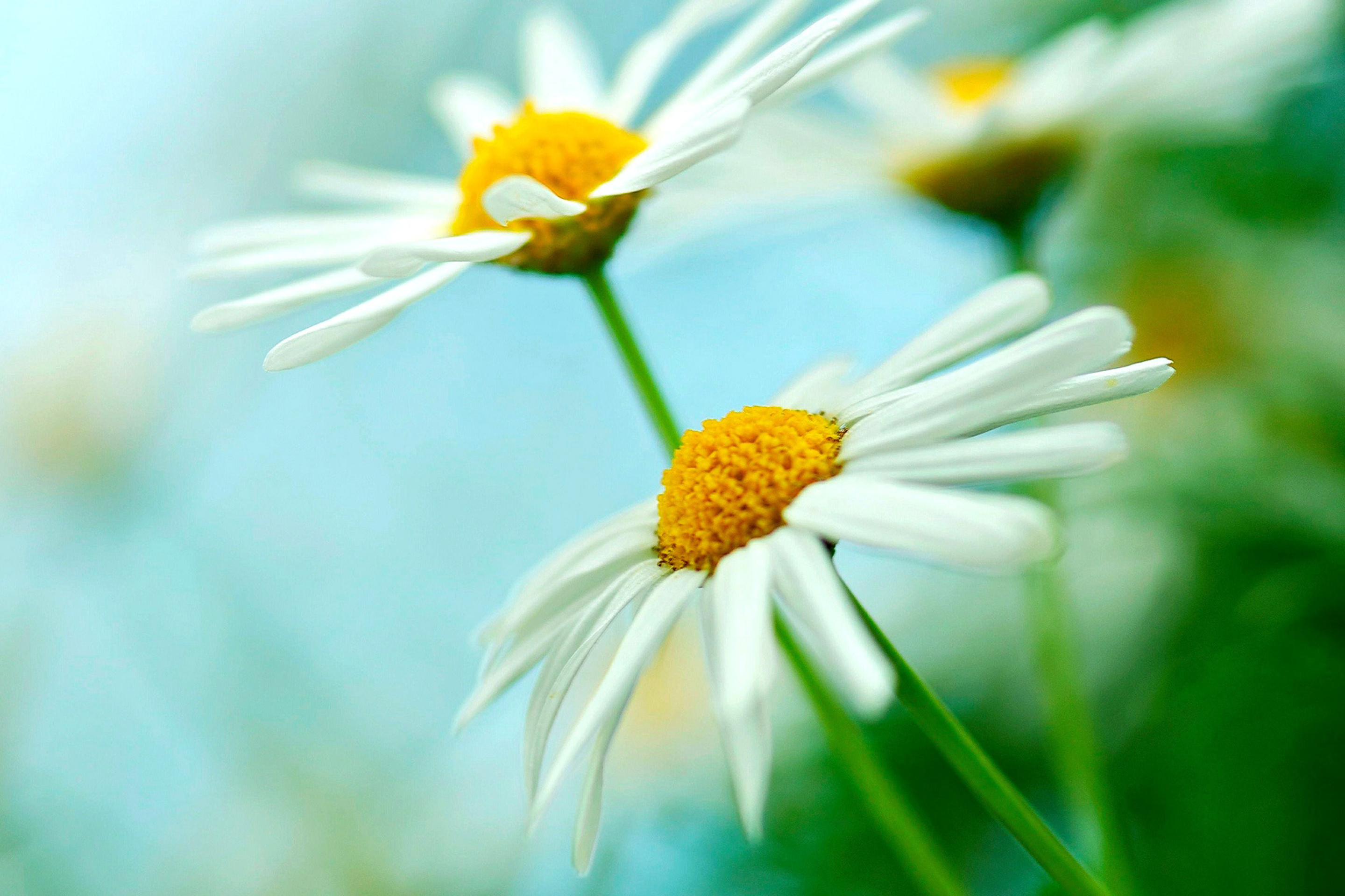 Macro Daisies wallpaper 2880x1920