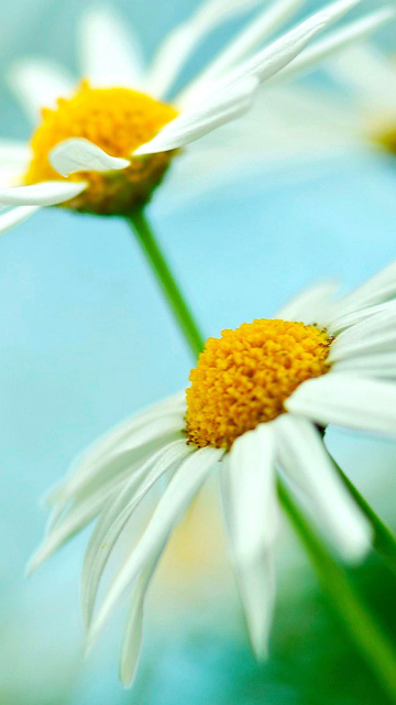 Fondo de pantalla Macro Daisies 360x640