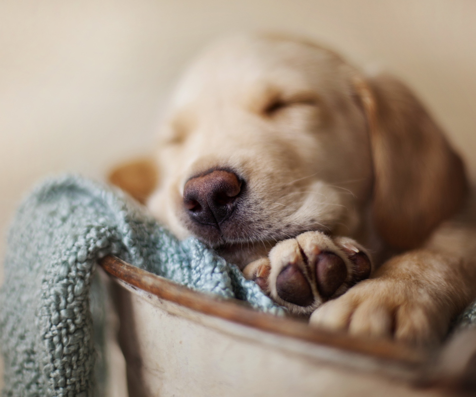 Sleepy Dog wallpaper 960x800