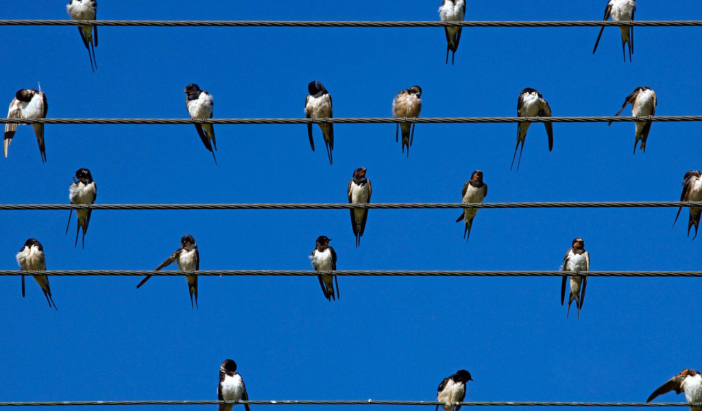 Birds On Wires screenshot #1 1024x600