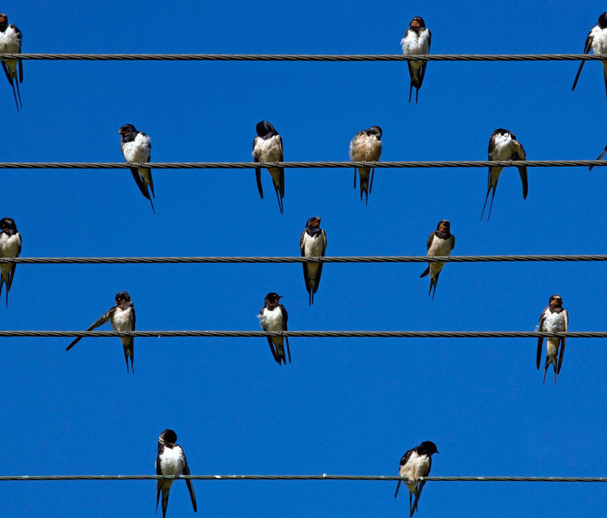 Screenshot №1 pro téma Birds On Wires 1200x1024