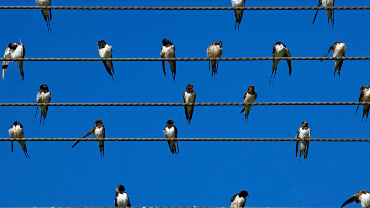 Screenshot №1 pro téma Birds On Wires 1280x720