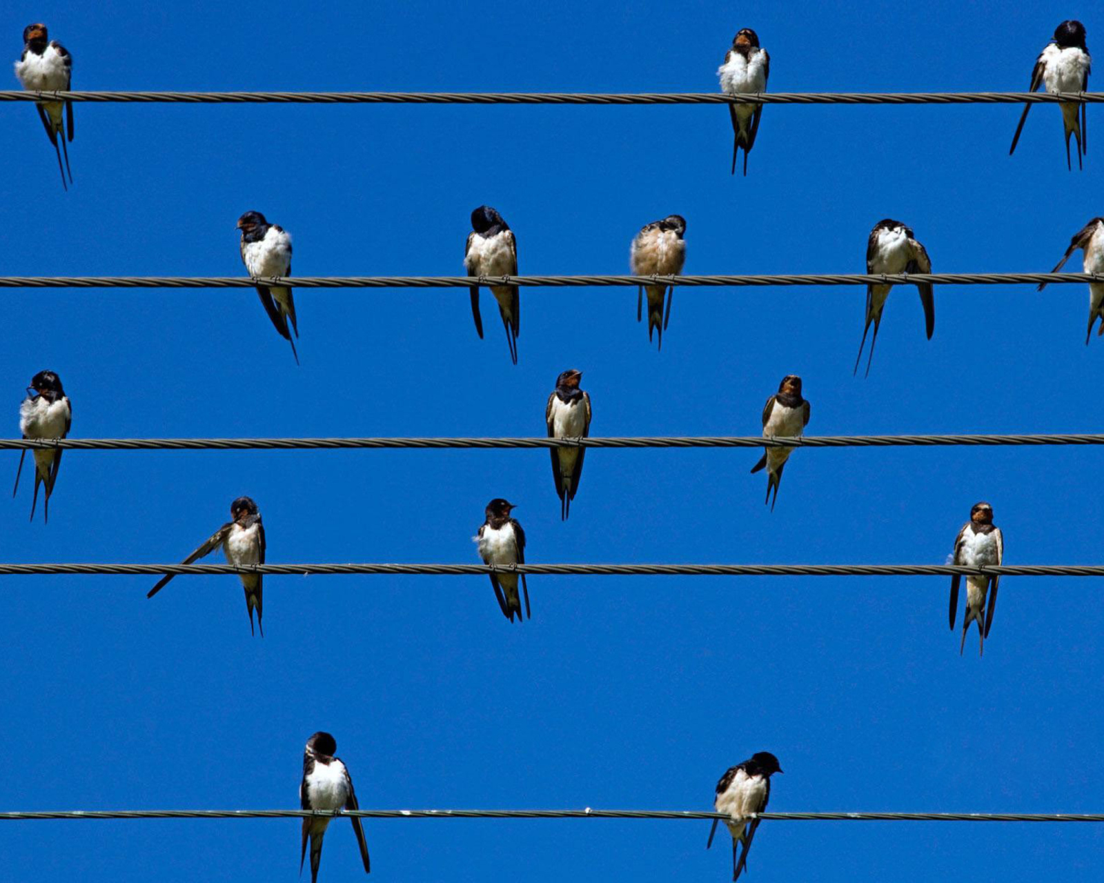 Screenshot №1 pro téma Birds On Wires 1600x1280