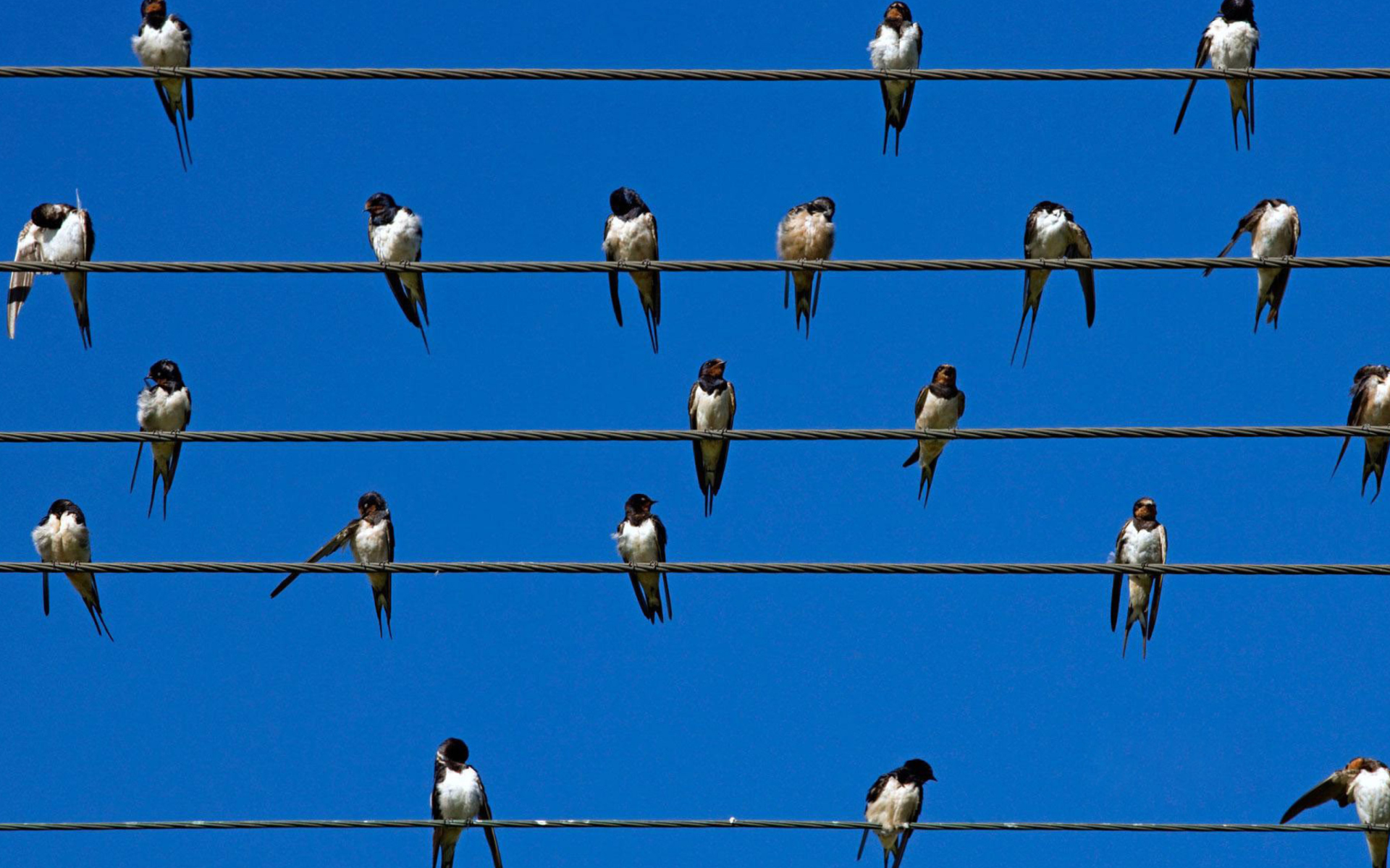 Sfondi Birds On Wires 1920x1200