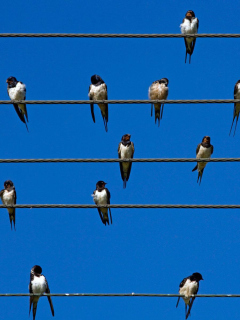 Screenshot №1 pro téma Birds On Wires 240x320