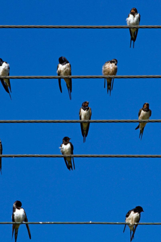 Screenshot №1 pro téma Birds On Wires 320x480