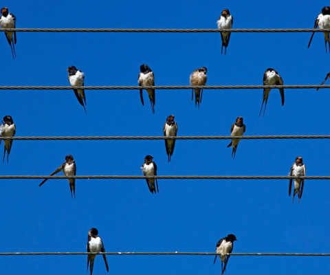 Screenshot №1 pro téma Birds On Wires 480x400