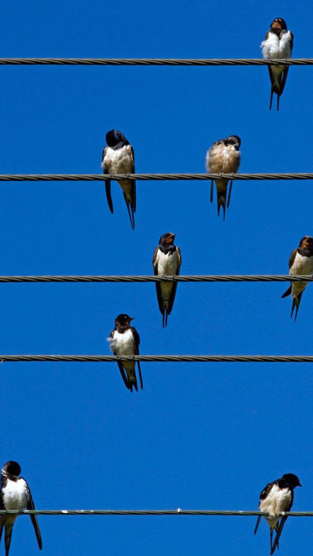 Screenshot №1 pro téma Birds On Wires 640x1136