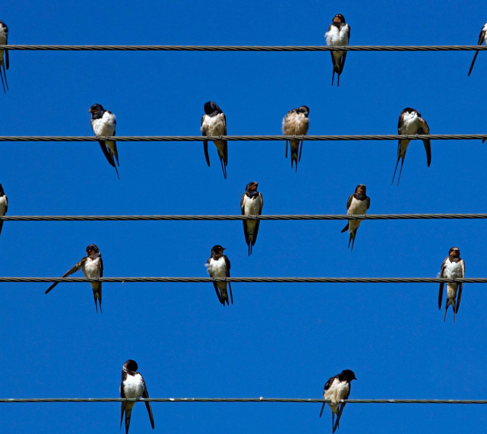 Das Birds On Wires Wallpaper 960x854