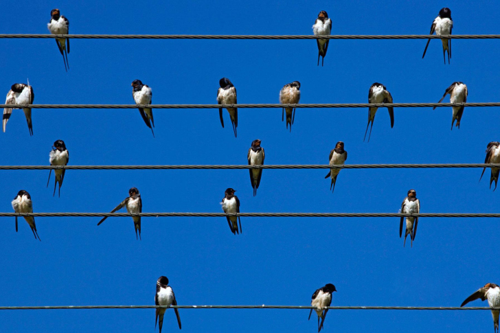 Birds On Wires wallpaper