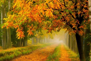 Free Crimson Autumn Park Picture for Android, iPhone and iPad