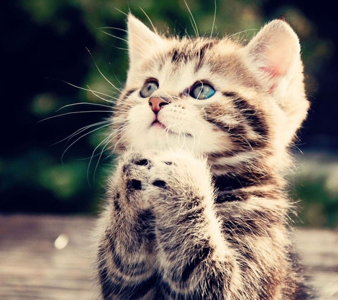 Screenshot №1 pro téma Kitty Praying 1080x960