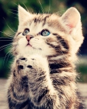 Screenshot №1 pro téma Kitty Praying 128x160