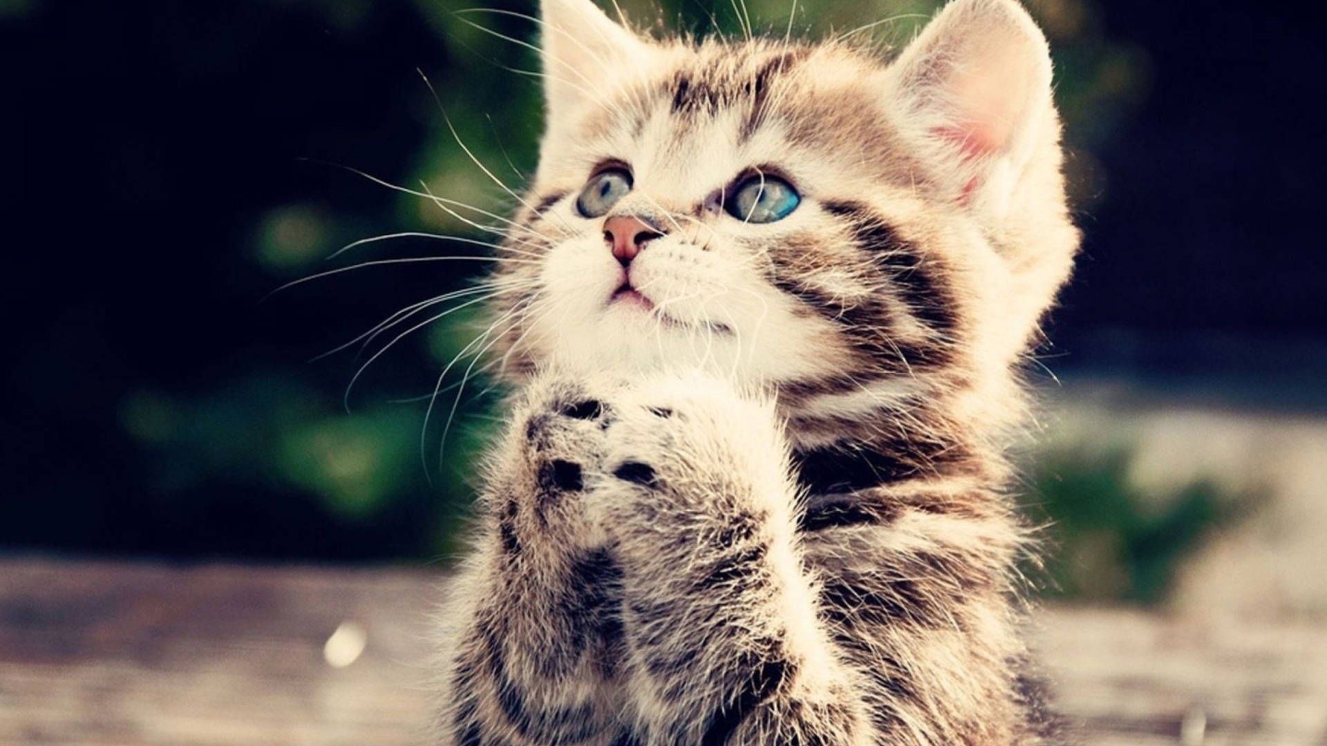 Screenshot №1 pro téma Kitty Praying 1920x1080