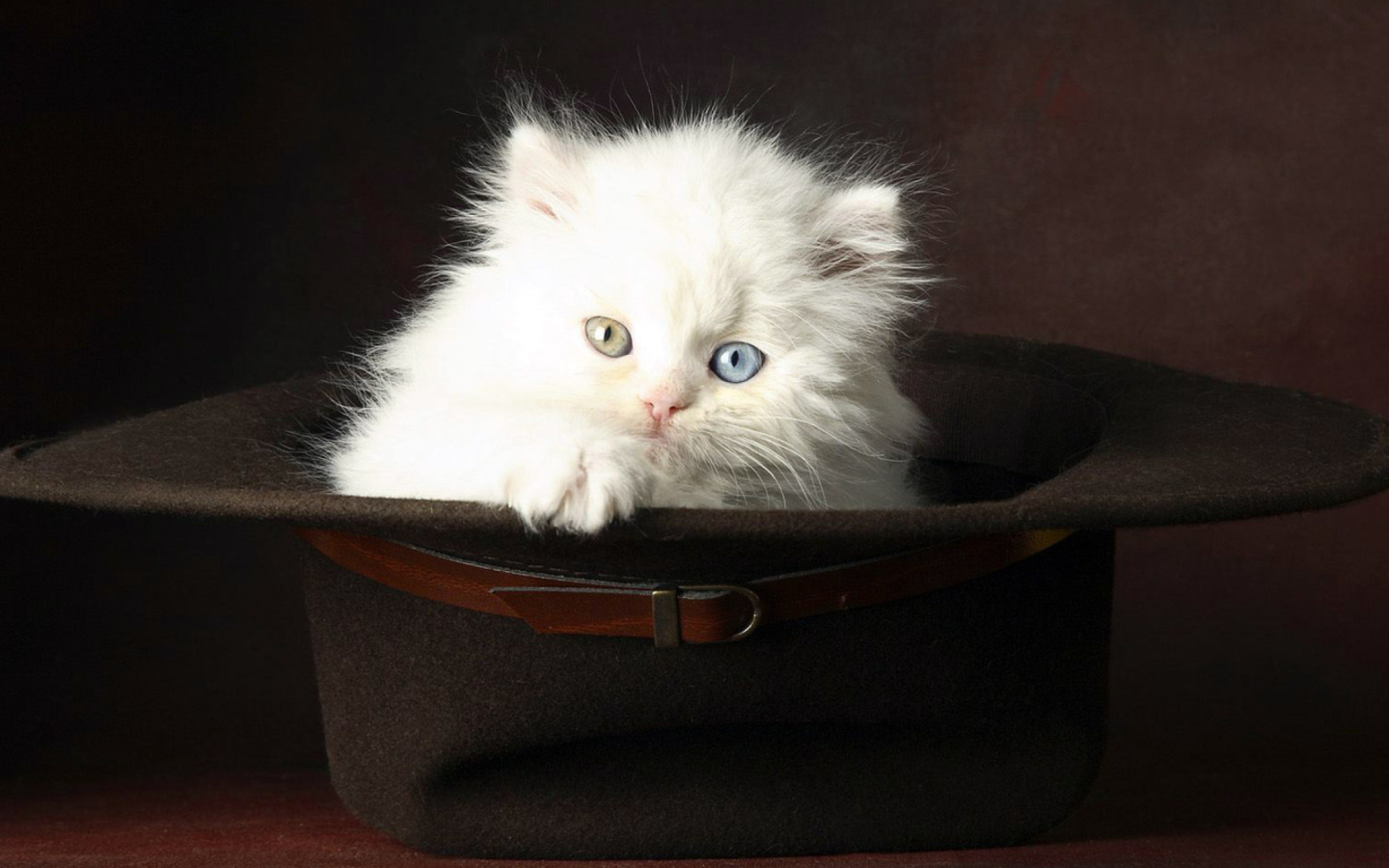 Cat In Hat screenshot #1 1440x900