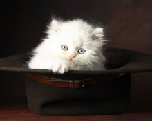 Cat In Hat screenshot #1 220x176