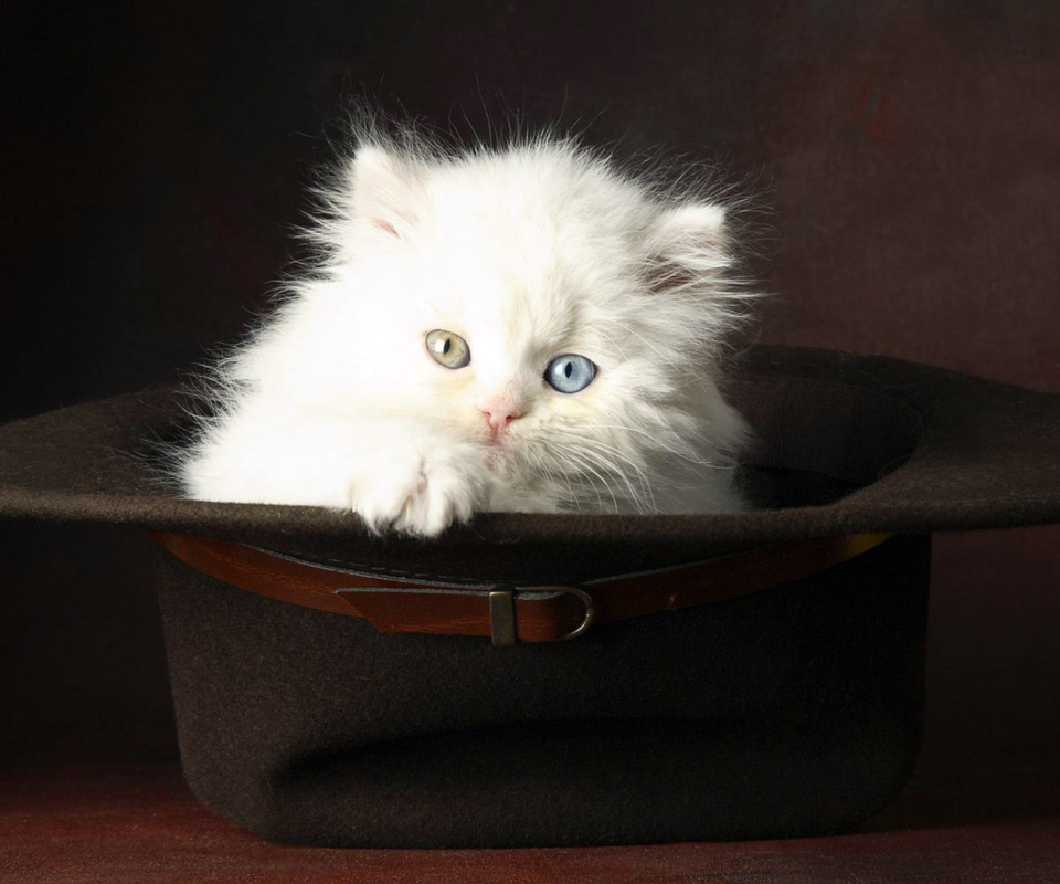 Sfondi Cat In Hat 960x800