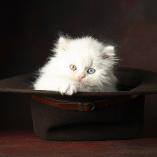Cat In Hat - Obrázkek zdarma pro 208x208