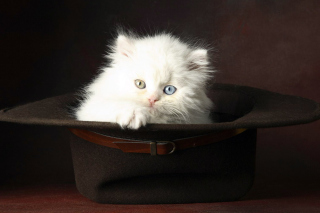 Cat In Hat Wallpaper for Android, iPhone and iPad