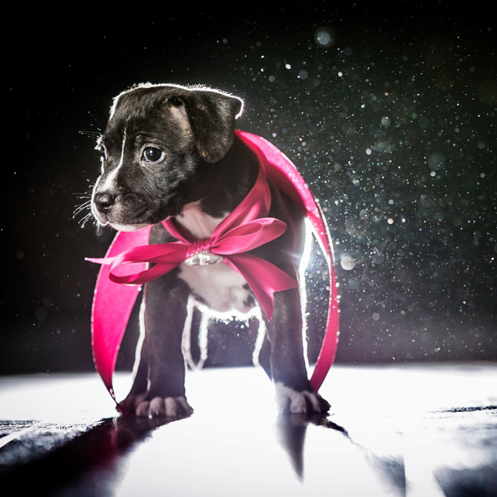 Sfondi Cute Puppy In Pink Cloak 1024x1024
