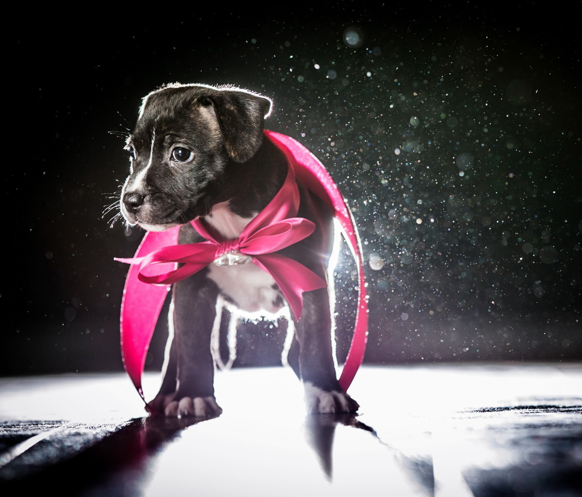 Screenshot №1 pro téma Cute Puppy In Pink Cloak 1200x1024