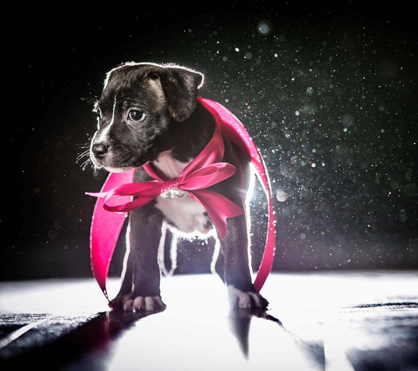 Cute Puppy In Pink Cloak wallpaper 1440x1280