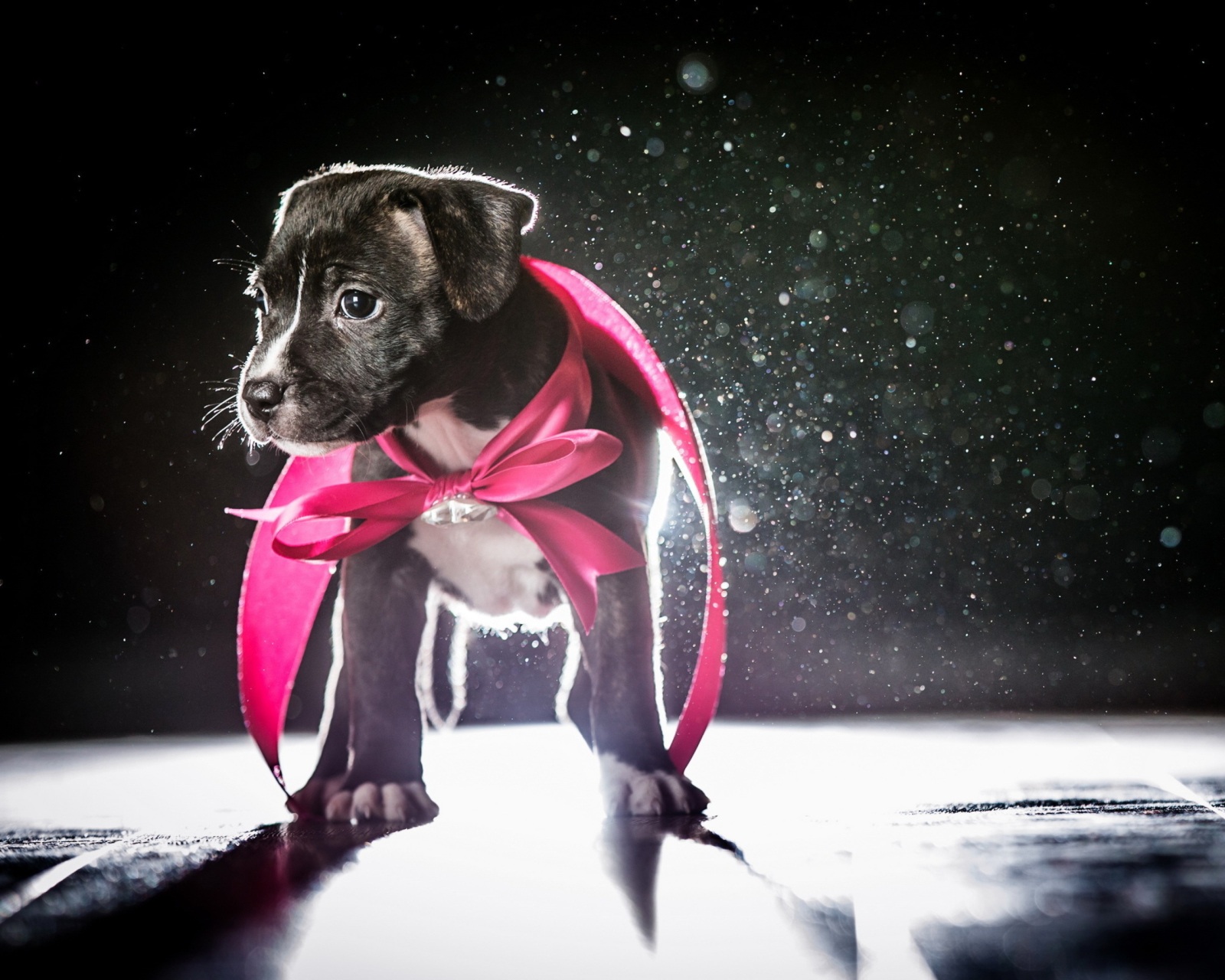 Cute Puppy In Pink Cloak wallpaper 1600x1280