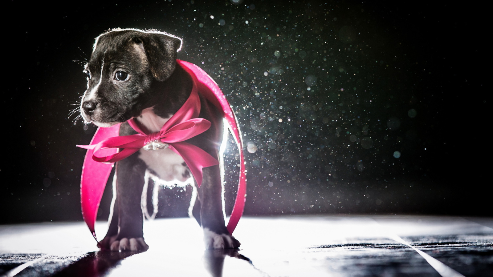 Screenshot №1 pro téma Cute Puppy In Pink Cloak 1600x900
