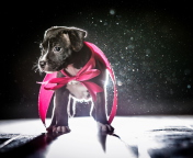 Screenshot №1 pro téma Cute Puppy In Pink Cloak 176x144