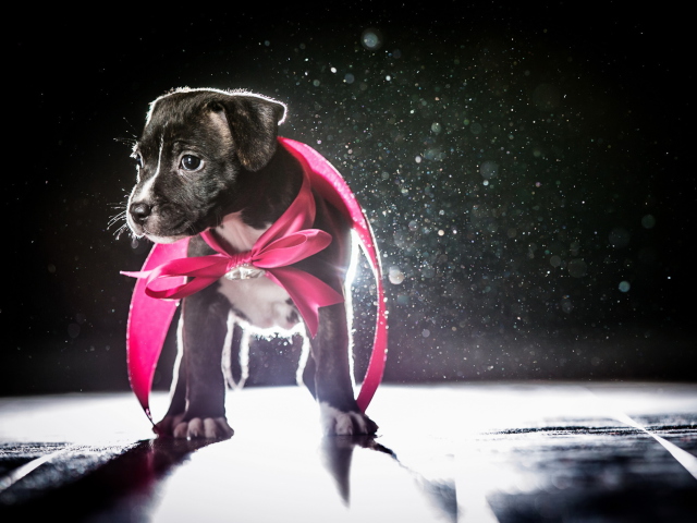 Screenshot №1 pro téma Cute Puppy In Pink Cloak 640x480