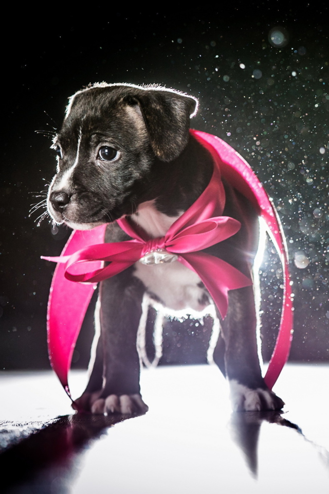 Cute Puppy In Pink Cloak screenshot #1 640x960