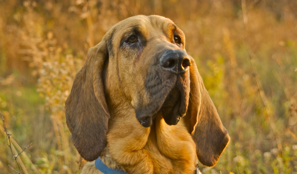 Screenshot №1 pro téma Purebred Bloodhound Puppies 1024x600