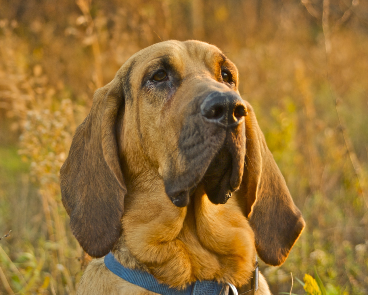 Das Purebred Bloodhound Puppies Wallpaper 1280x1024