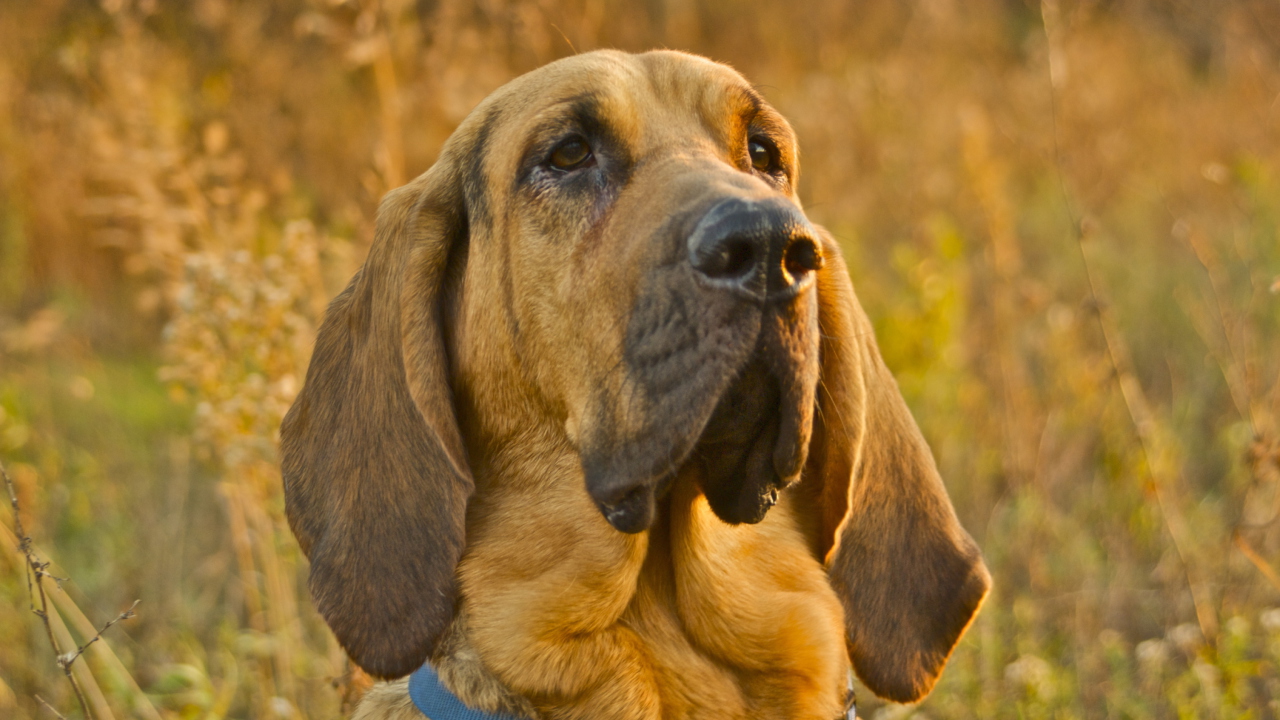Fondo de pantalla Purebred Bloodhound Puppies 1280x720