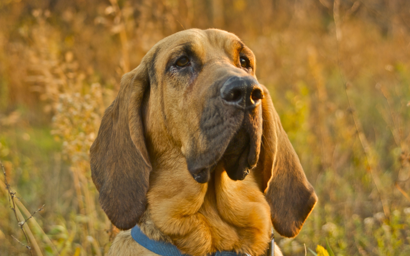 Das Purebred Bloodhound Puppies Wallpaper 1440x900