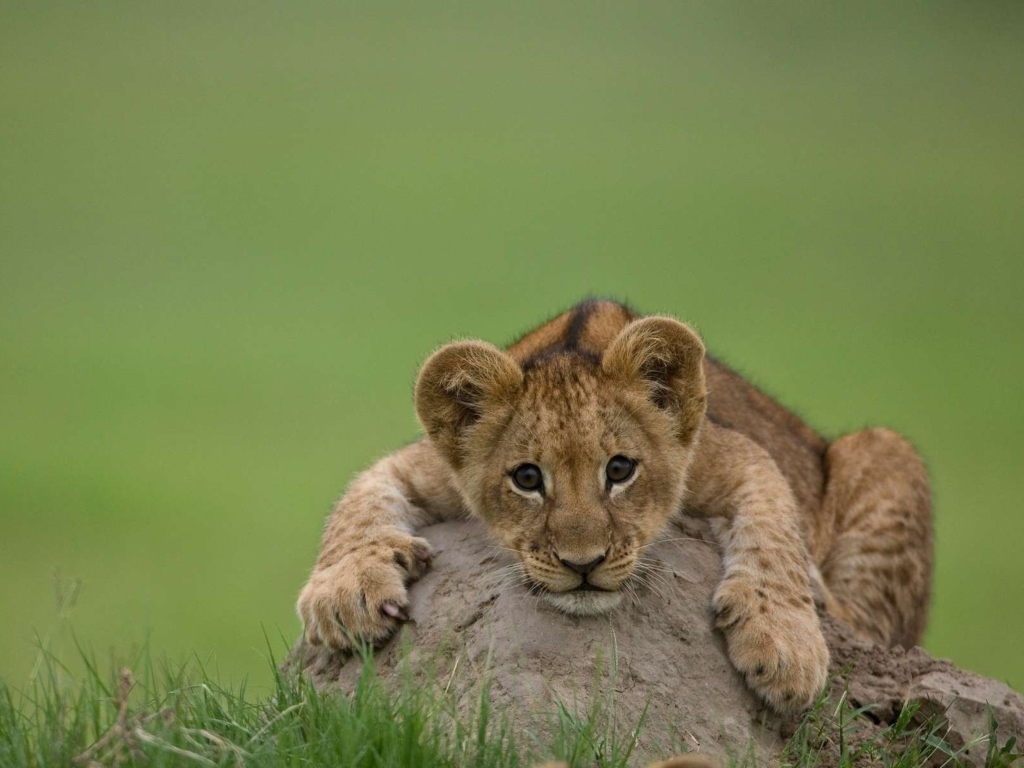 Das Cute Baby Lion Wallpaper 1024x768