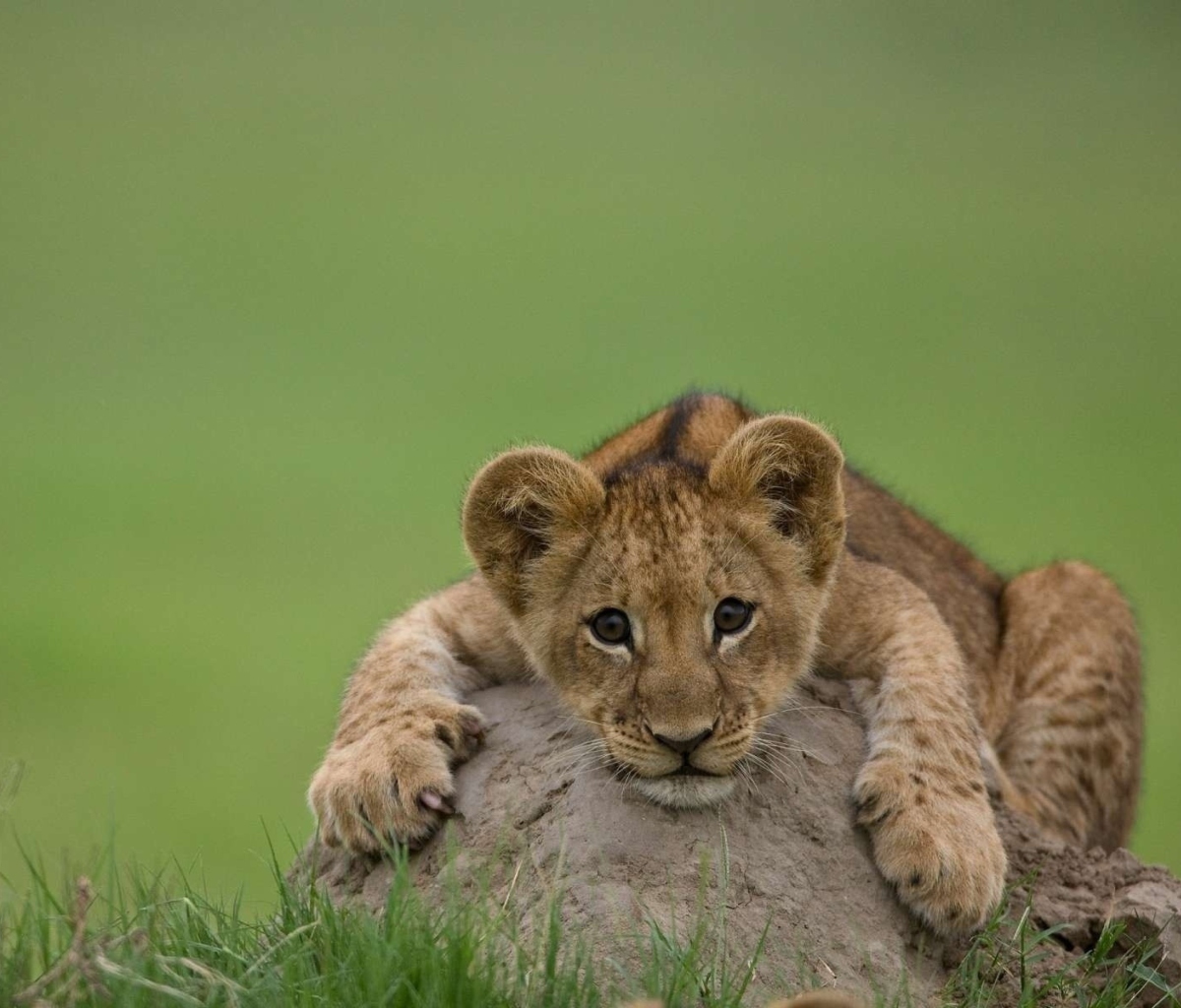 Fondo de pantalla Cute Baby Lion 1200x1024