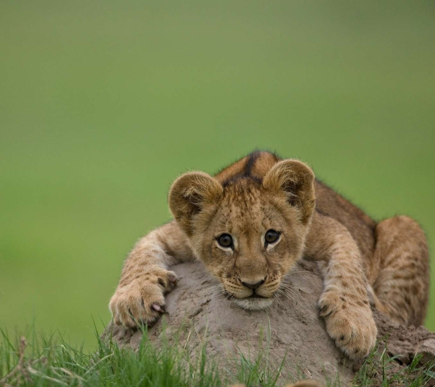 Screenshot №1 pro téma Cute Baby Lion 1440x1280