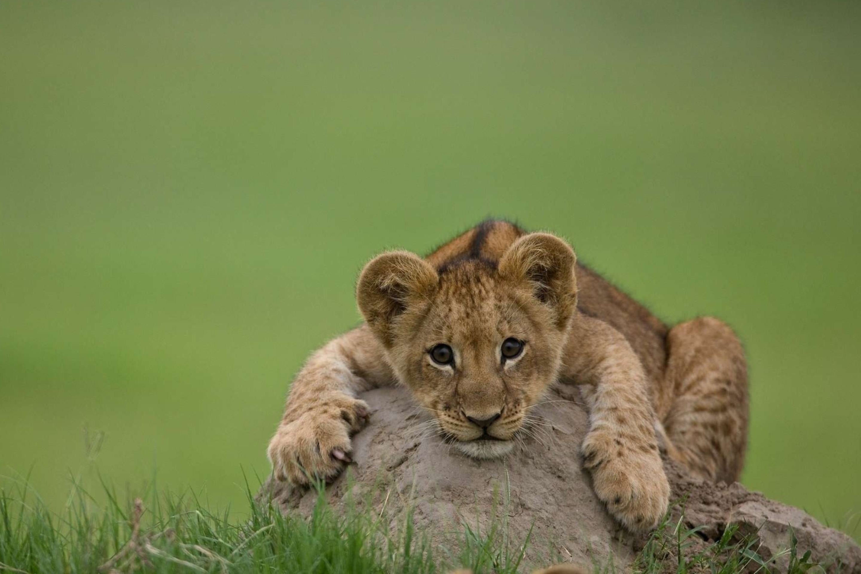 Fondo de pantalla Cute Baby Lion 2880x1920