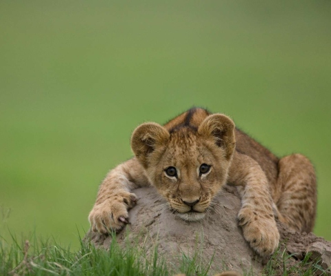 Обои Cute Baby Lion 480x400