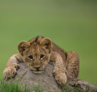 Cute Baby Lion - Obrázkek zdarma pro iPad mini