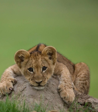 Cute Baby Lion - Obrázkek zdarma pro Nokia X6