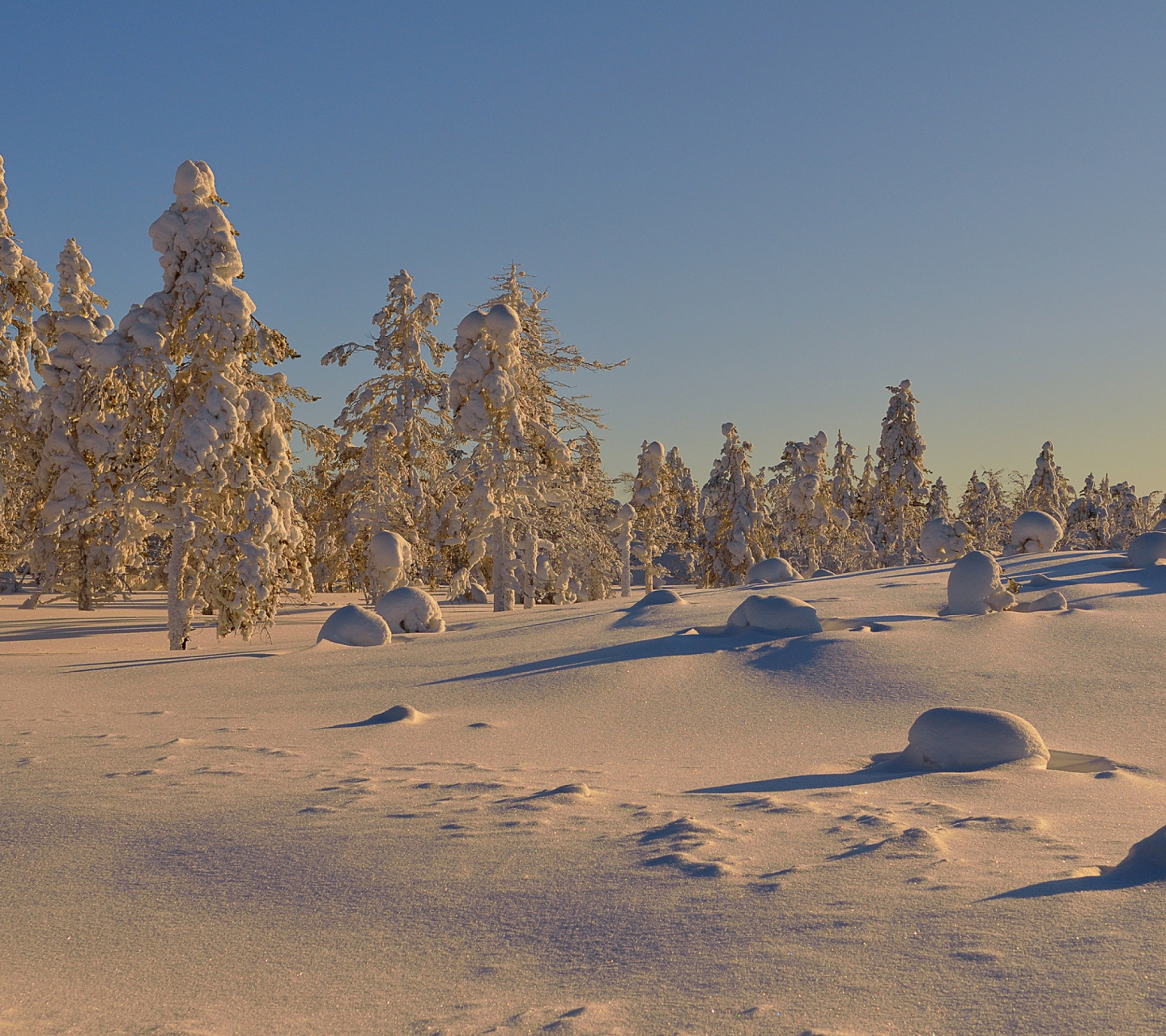 Fondo de pantalla Thaw in Winter Morning 1440x1280