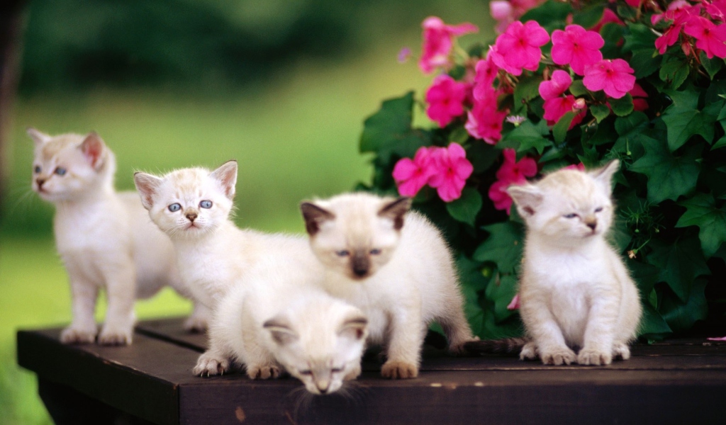 Fondo de pantalla Cute Kittens With Blue Eyes 1024x600