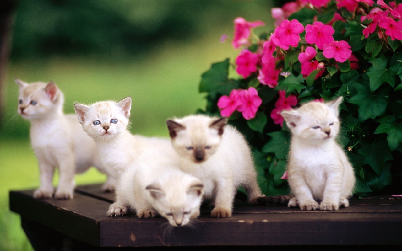 Sfondi Cute Kittens With Blue Eyes 1280x800