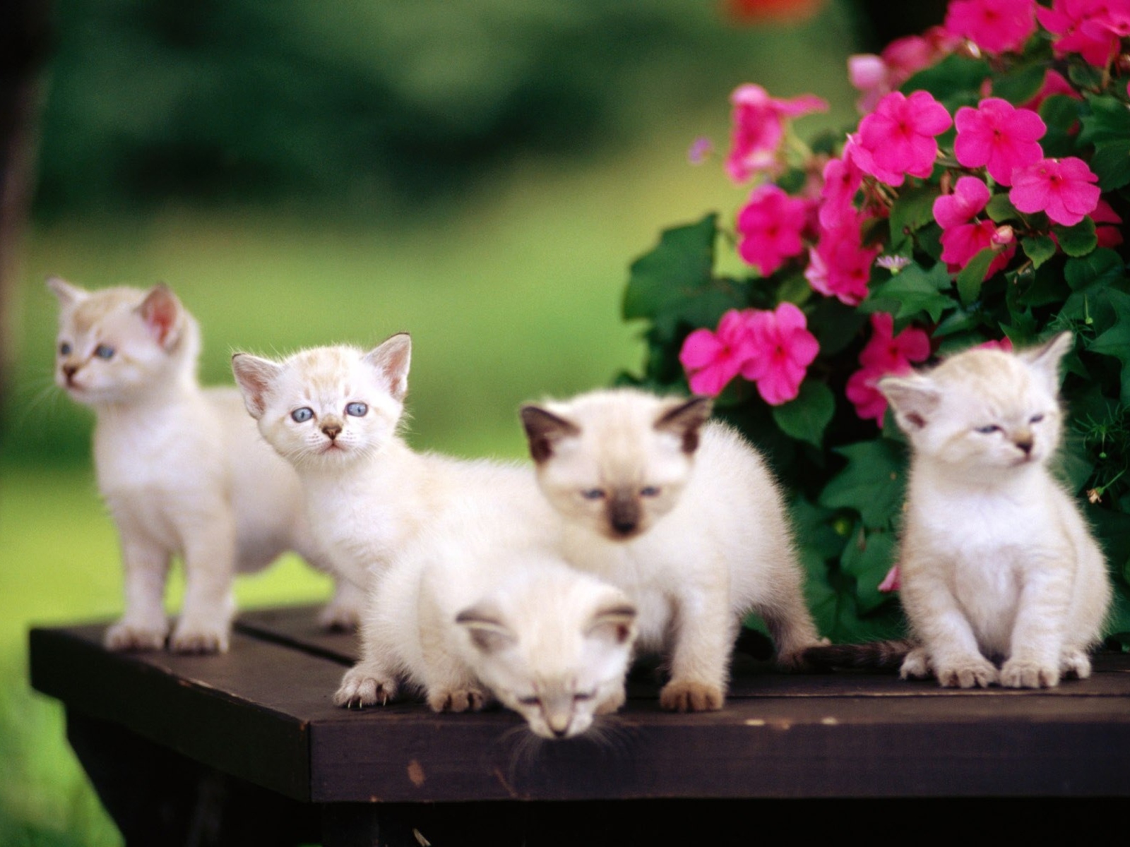 Fondo de pantalla Cute Kittens With Blue Eyes 1600x1200